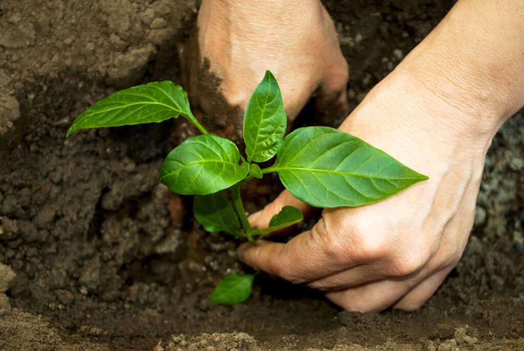 pepper seedlings