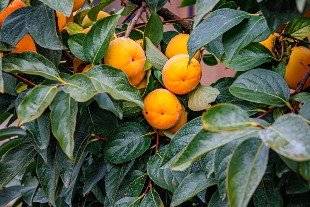 when is persimmon season