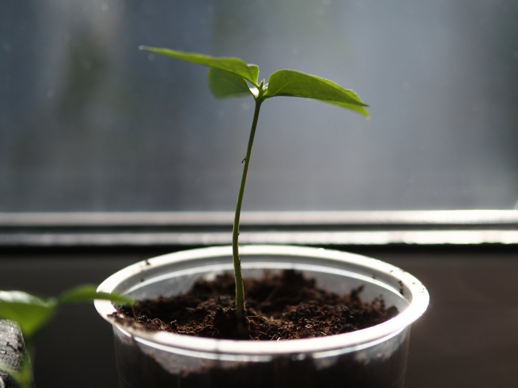 Persimmon Tree From Seed