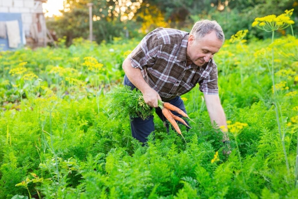 Picking Carrots