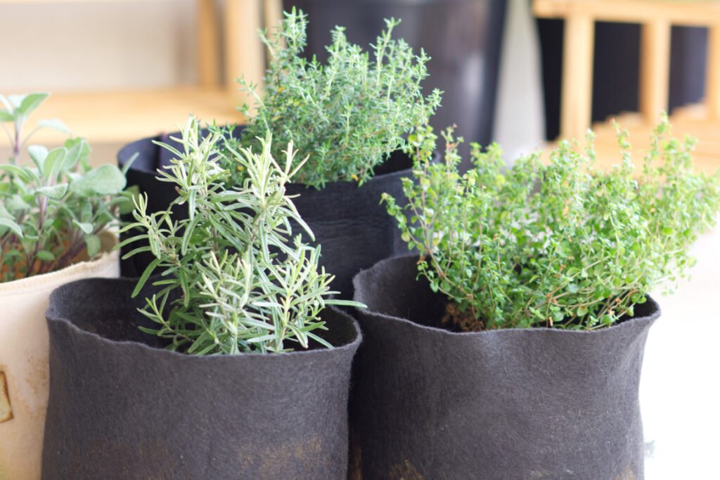 Herbs in Fabric pots