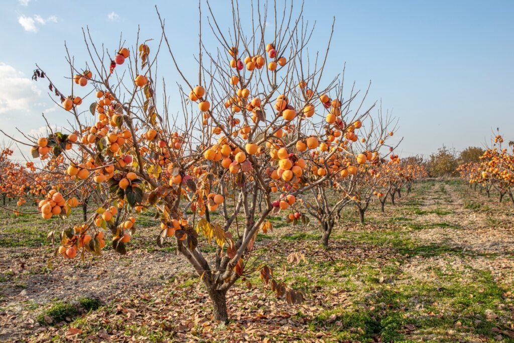 Popular Persimmon Cultivars