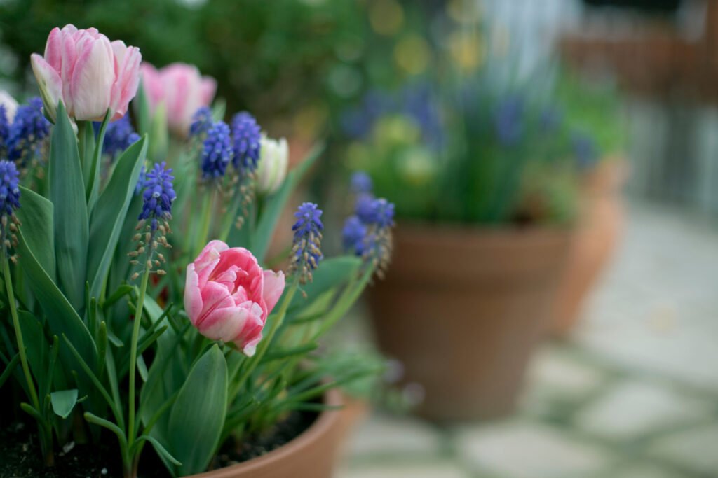 Potted Spring Bulbs