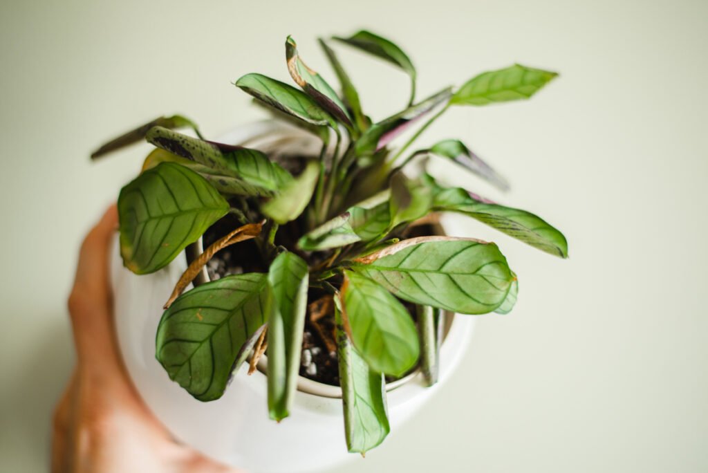 Prayer Plant’s Leaves Curling