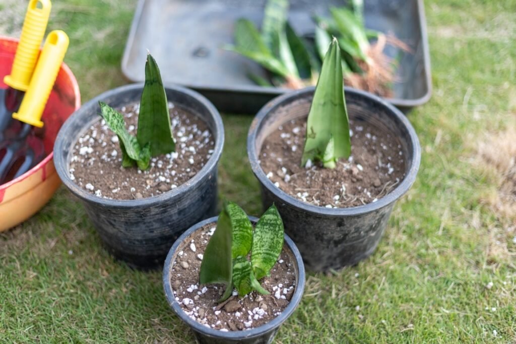 Propagation Problems snake plant