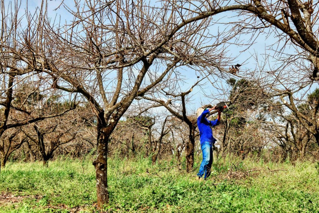 How to Properly Prune a Persimmon Tree