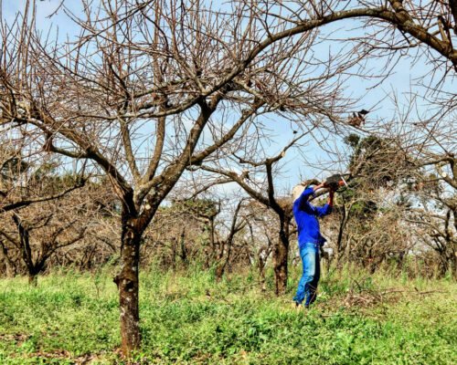 How to Properly Prune a Persimmon Tree