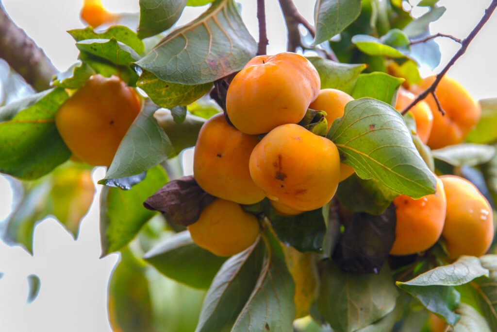 Pruning a Fuyu Persimmon