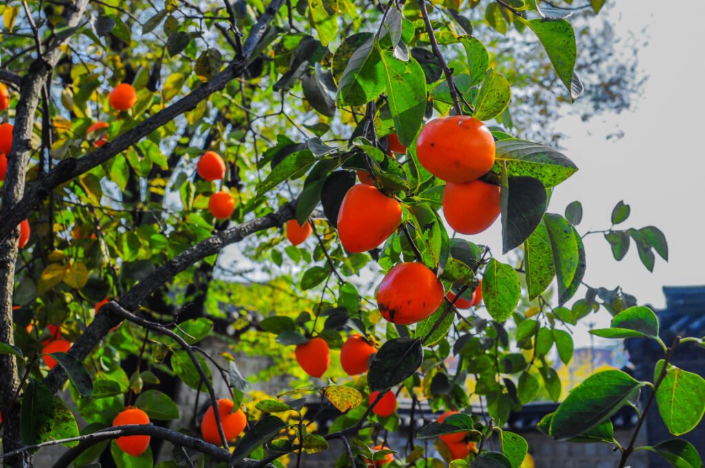 Pruning a Hachiya Persimmon