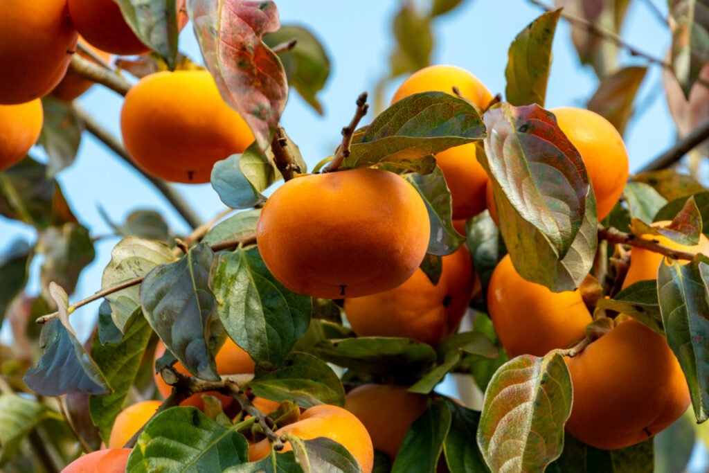 Pruning a Japanese Persimmon