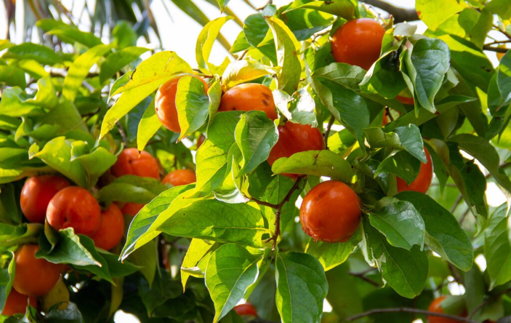 Pruning a Native Persimmon