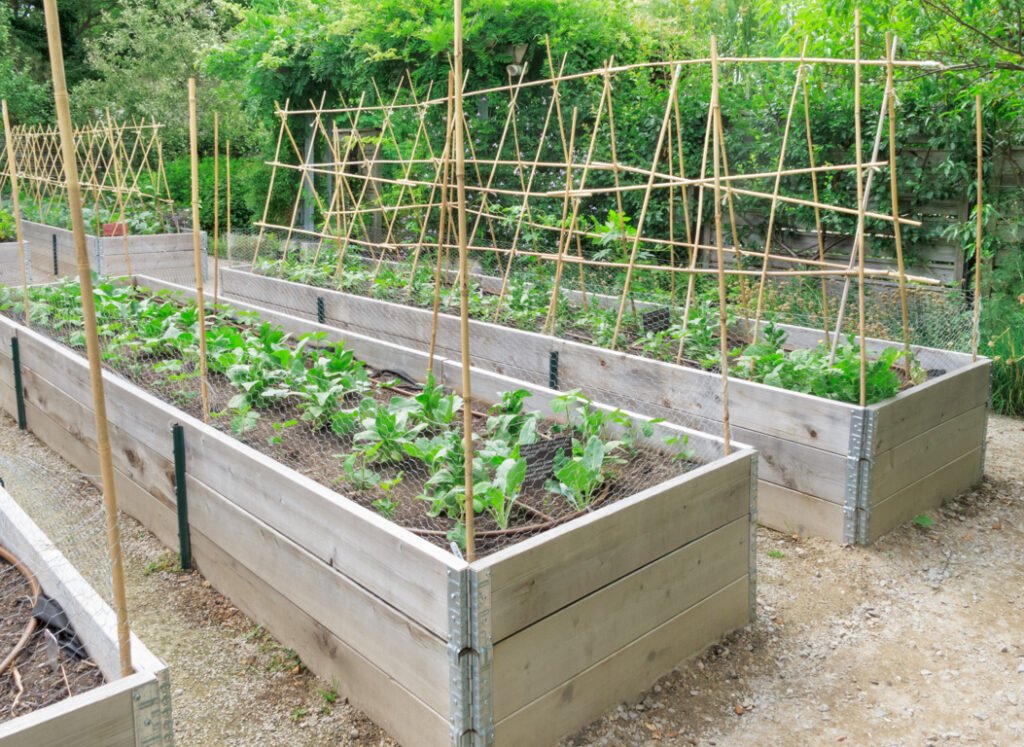 Raised Beds With a Trellis