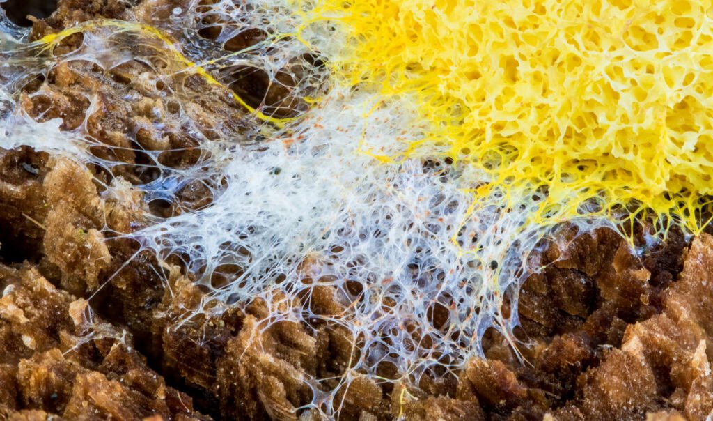 Slime mold