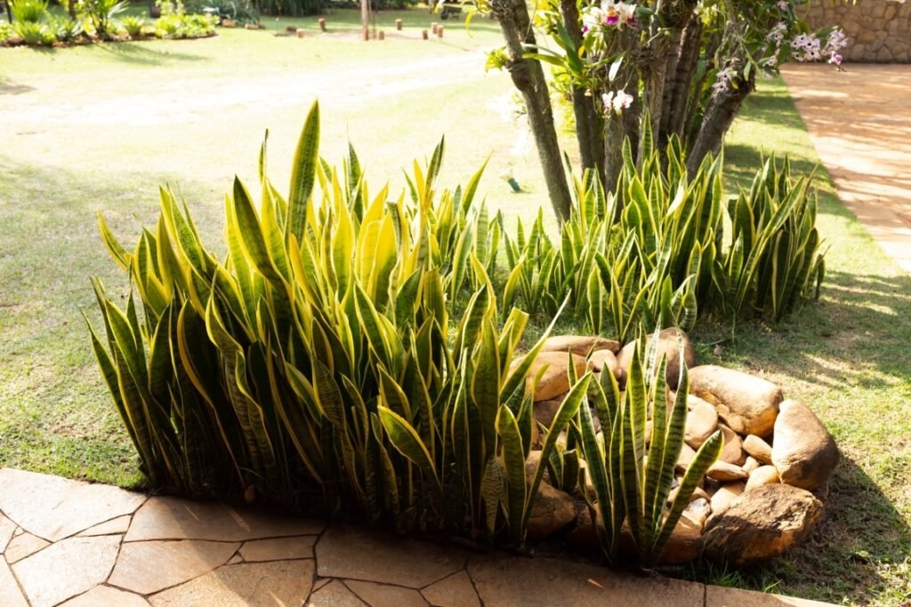 Snake Plants Live Outside