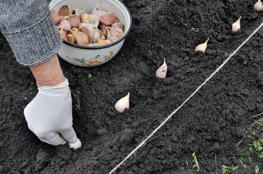 Sowing Garlic in soil 