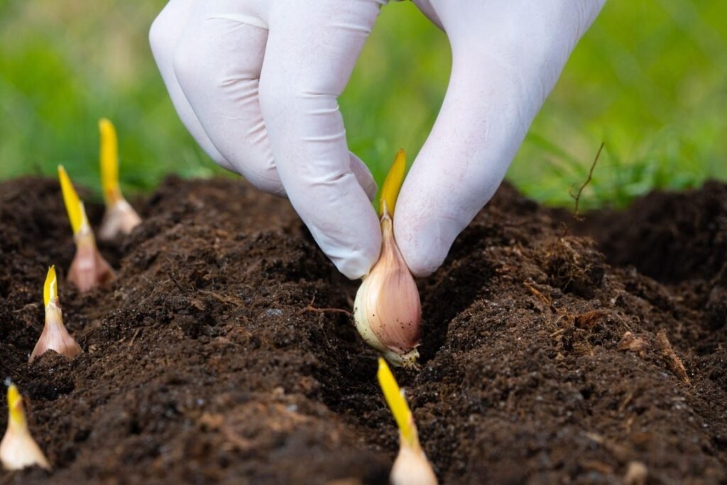 Garlic bulbs Sprouting