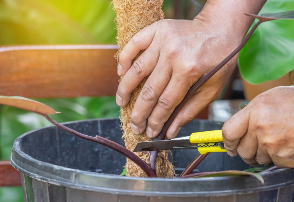 Philodendron Propagation