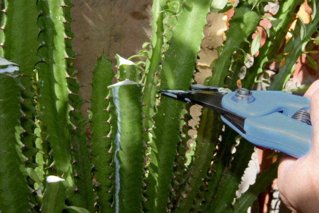 how to trim tall succulents