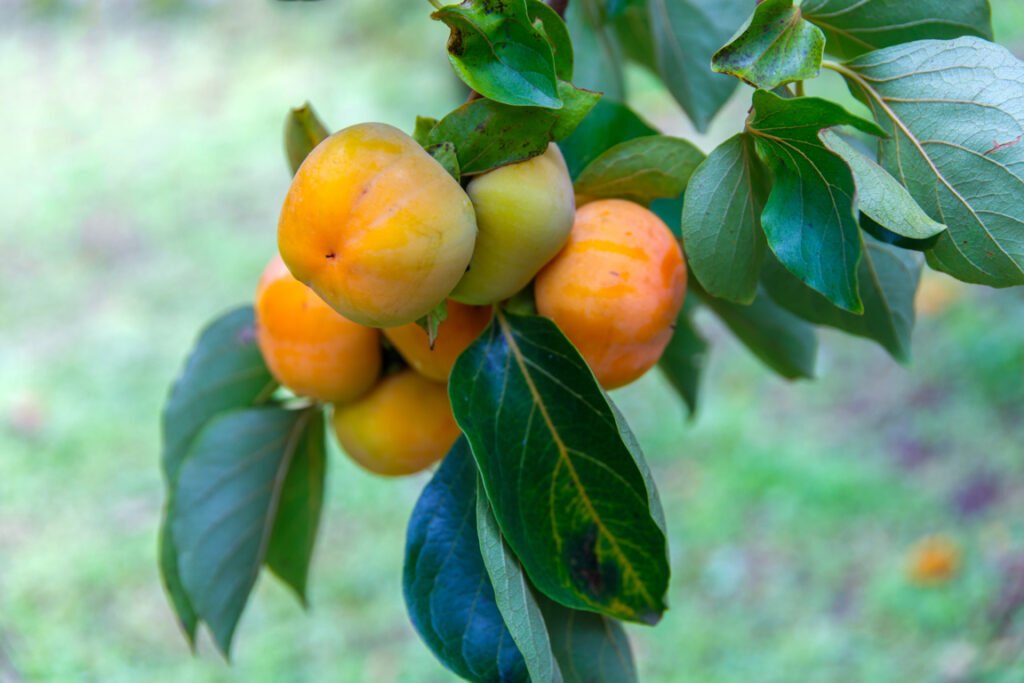 Unripe Persimmon