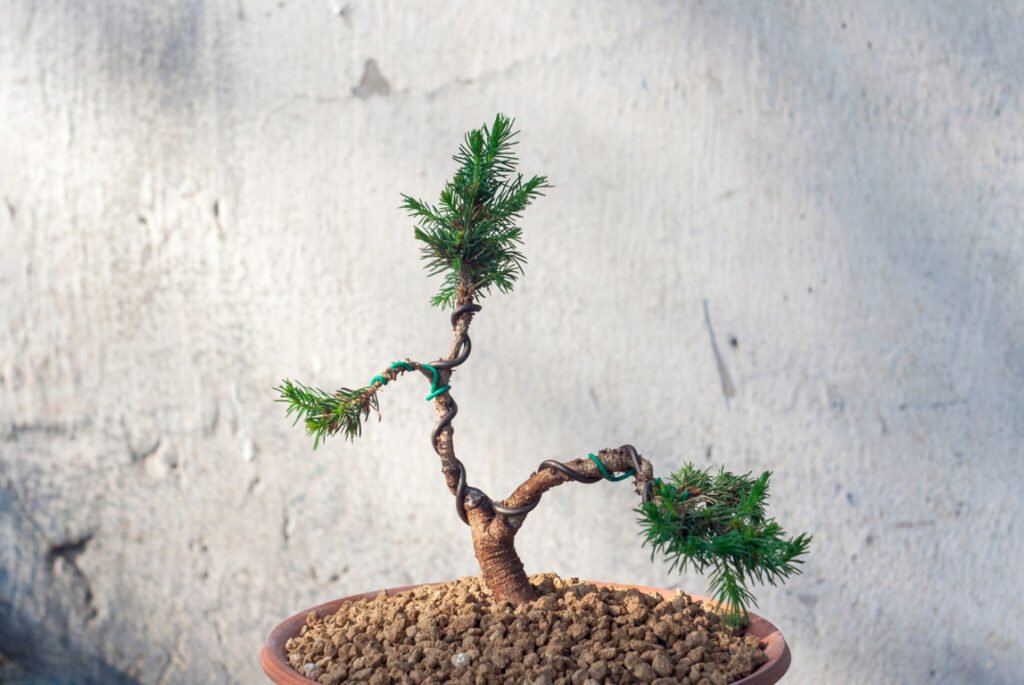 Wiring Dwarf Alberta Spruce Bonsai