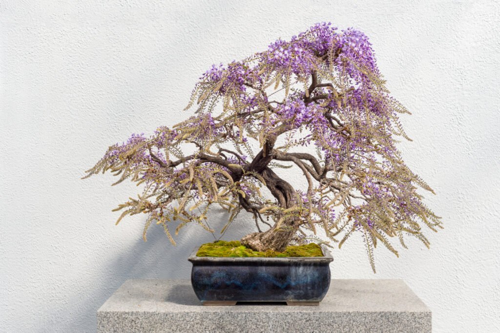 Growing Wisteria Bonsai From Seed