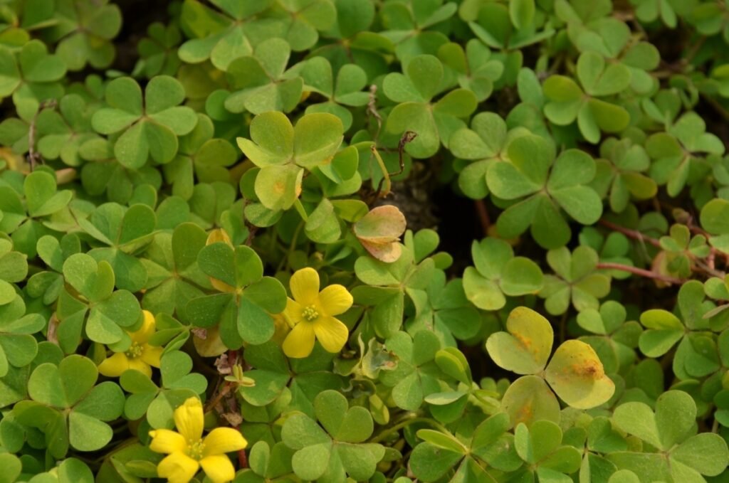 
Wood Sorrel