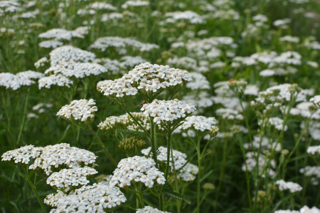 Yarrow blooms