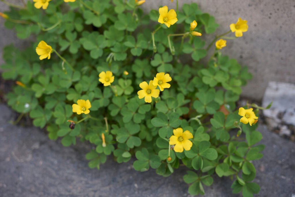 Yellow wood sorrel (Oxalis stricta)