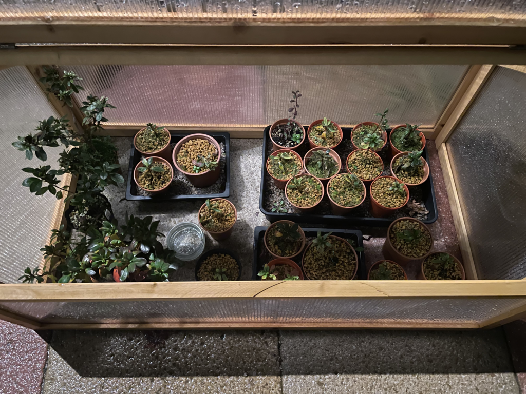 bonsai in wooden rack