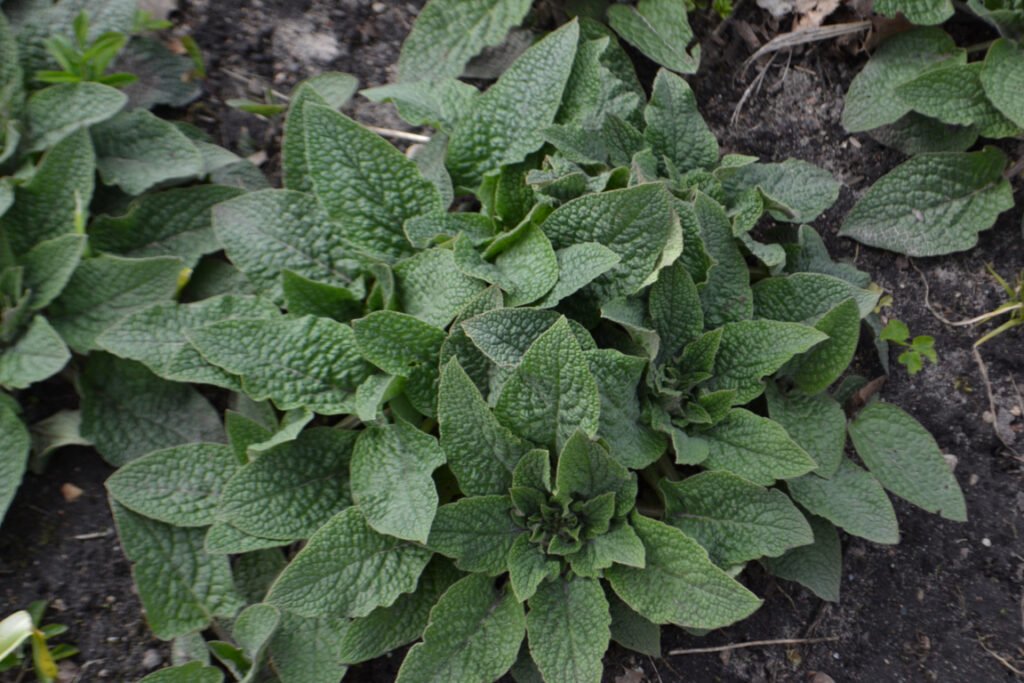 comfrey leaves