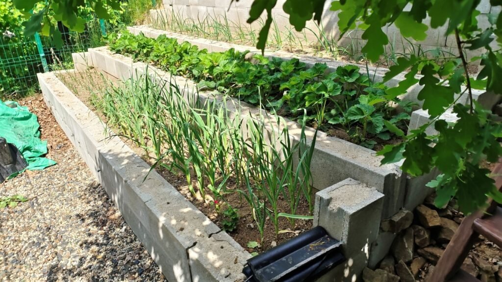 concrete blocks for raised beds