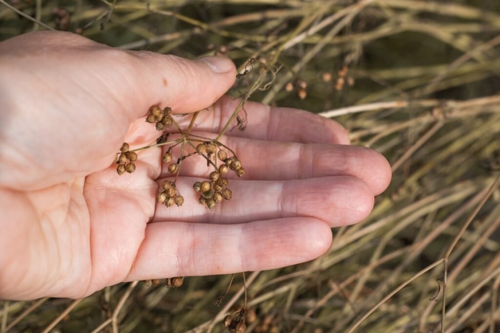 identify mature cilantro seeds