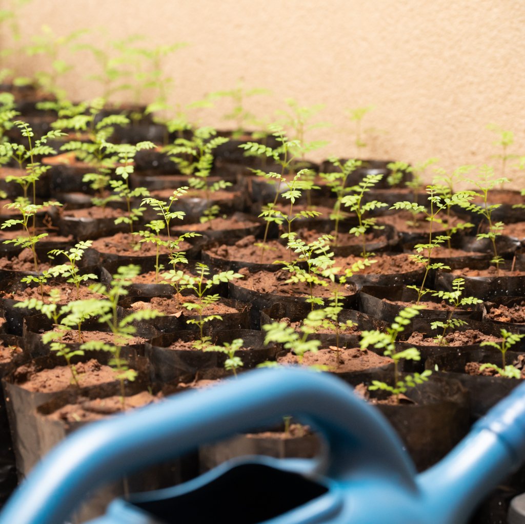 Jacaranda Repotting