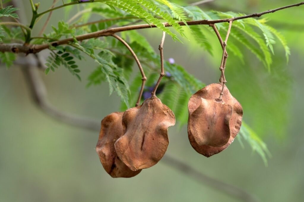 Jacaranda Seeds