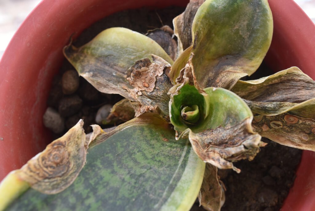 Outdoor Snake Plant