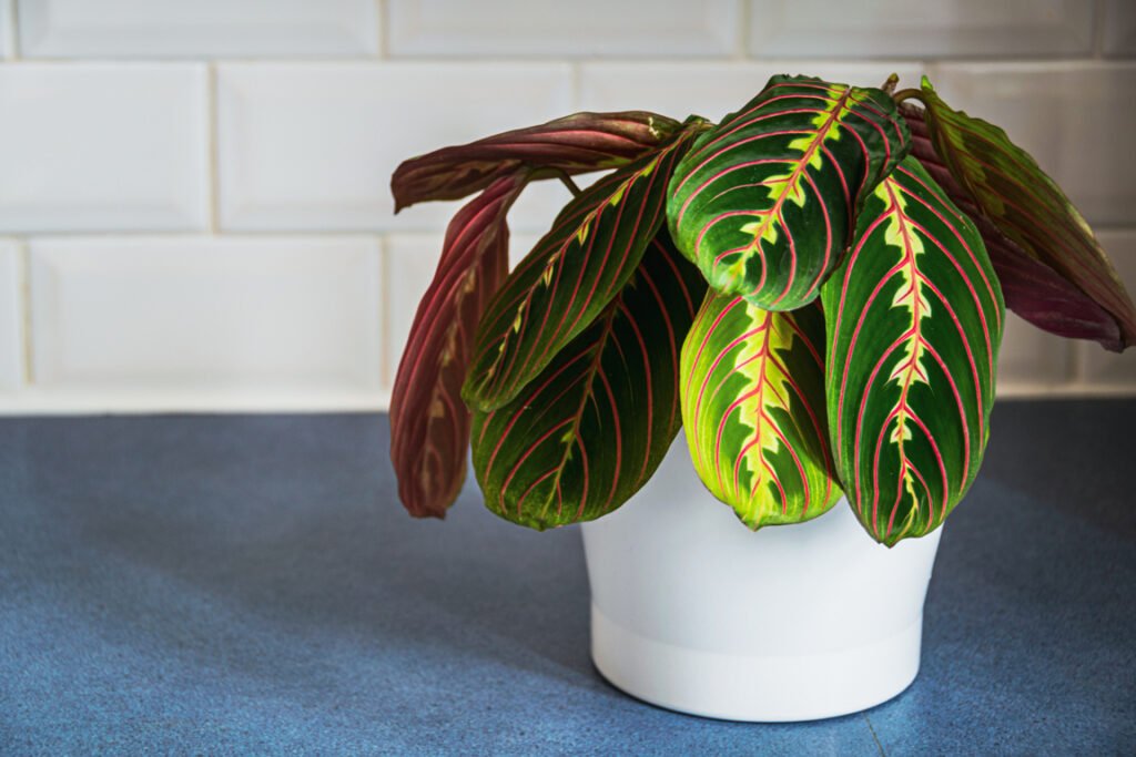 Prayer plant