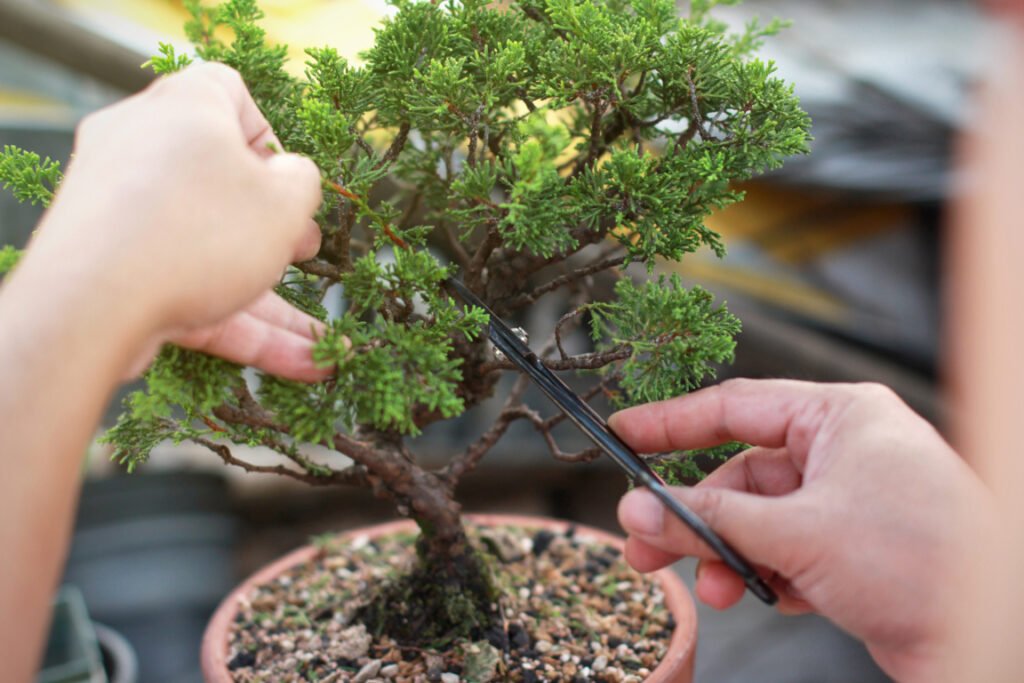 Pruning Dwarf Alberta Spruce Bonsai