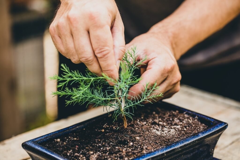 when to repot bonsai seedling