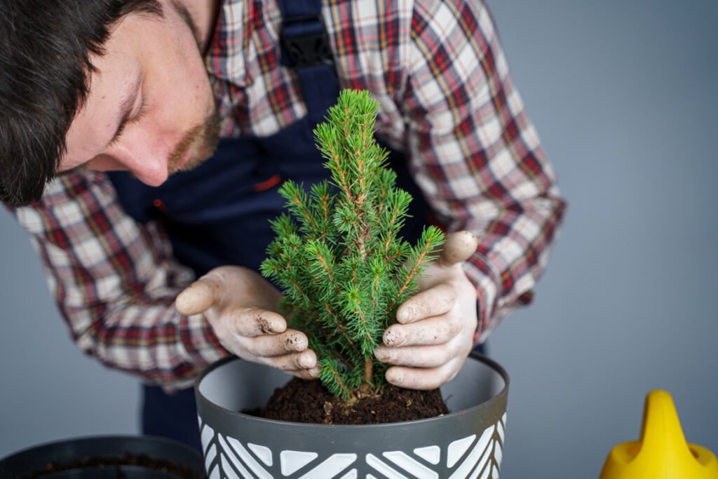 Repotting Dwarf Alberta Spruce Bonsai