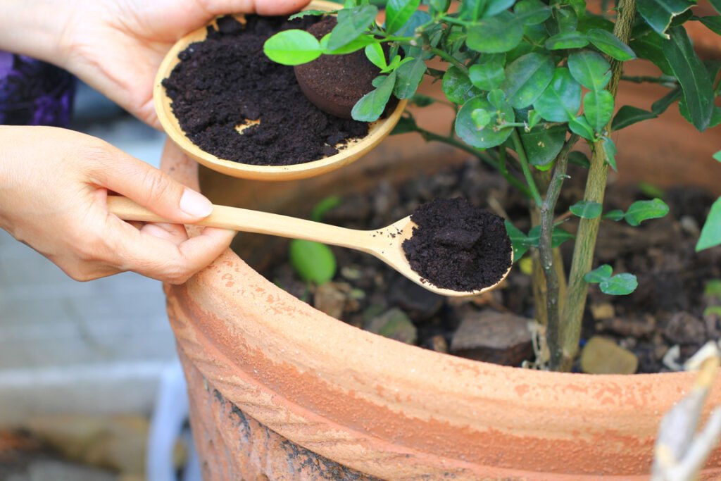 Brewed coffee grounds