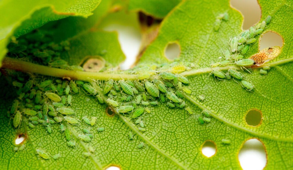 aphids on plants