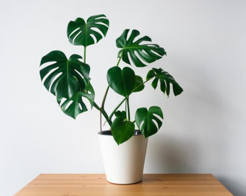 Monstera plant in Pot