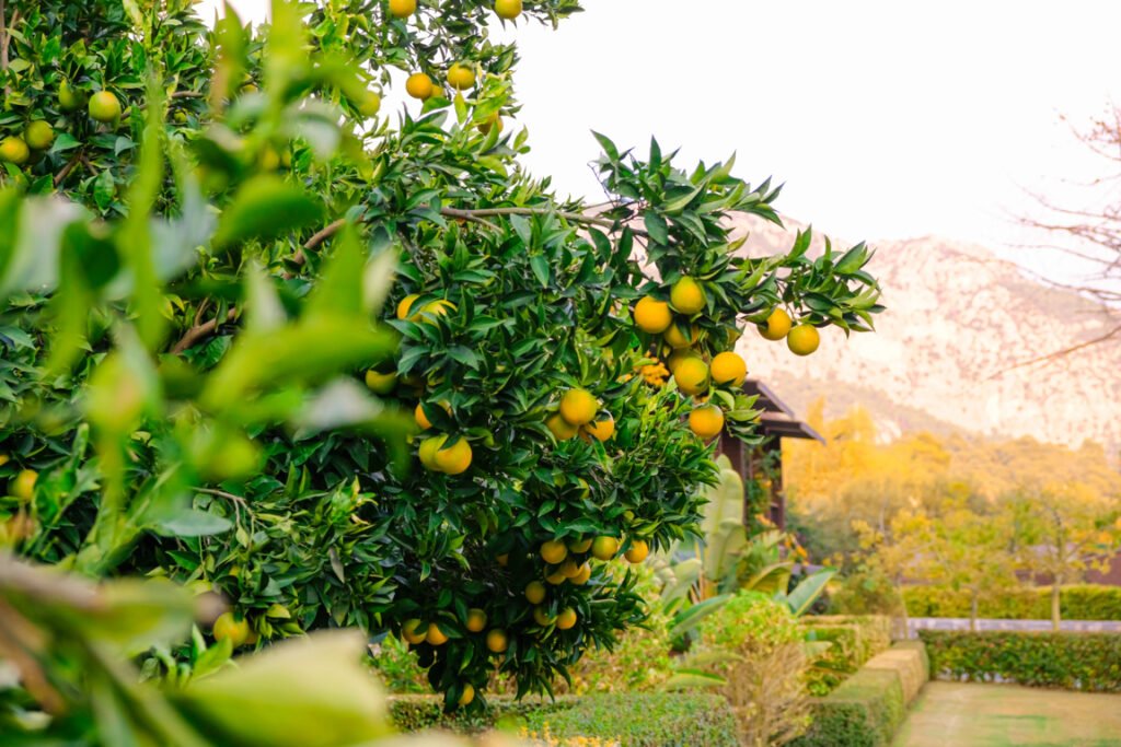 Meyer lemon tree growth stages