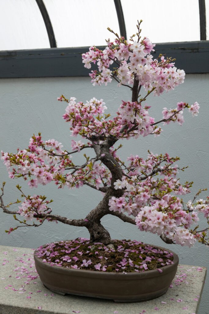 Growing Cherry Bonsai From Seed