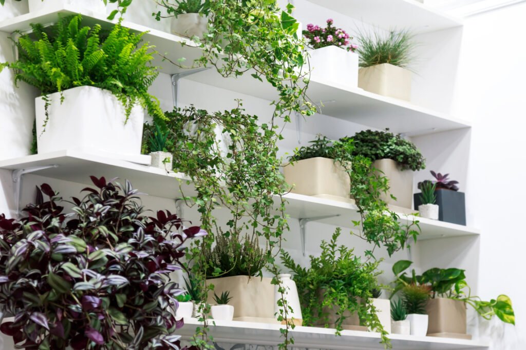 Plants For Offices Without Windows