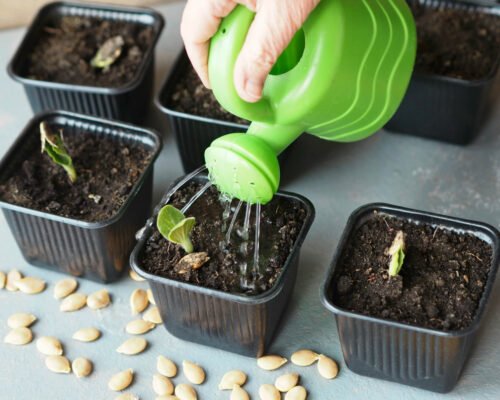 Watering bonsai seedlings