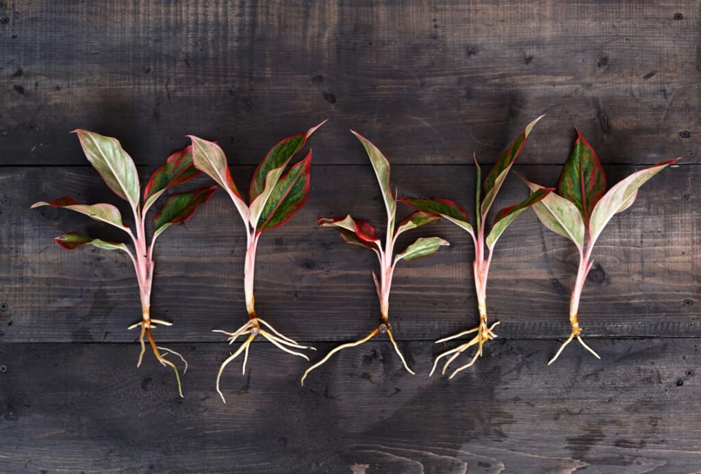 Propagate Aglaonema (Chinese Evergreen)