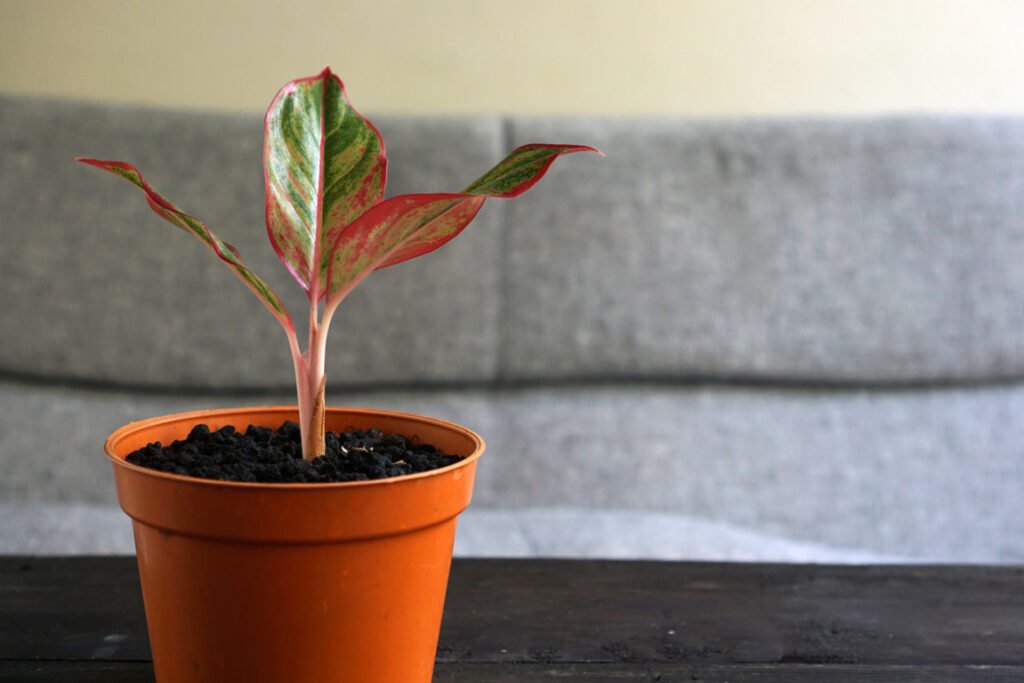 Chinese Evergreen