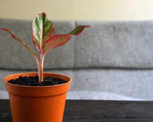 How to Propagate Chinese Evergreen