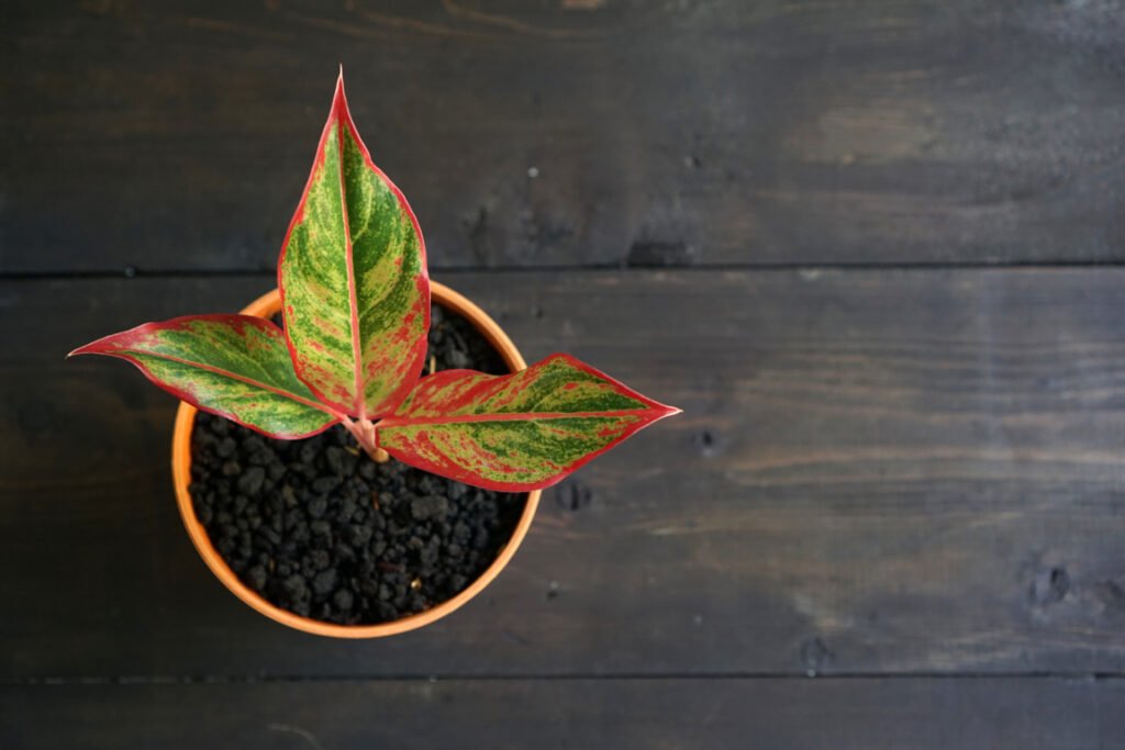 Aglaonema (Chinese Evergreen)